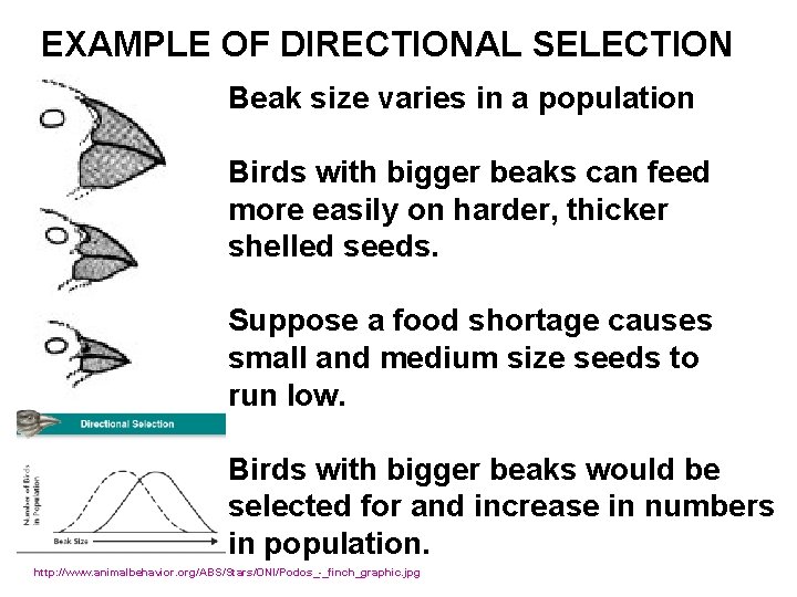 EXAMPLE OF DIRECTIONAL SELECTION Beak size varies in a population Birds with bigger beaks