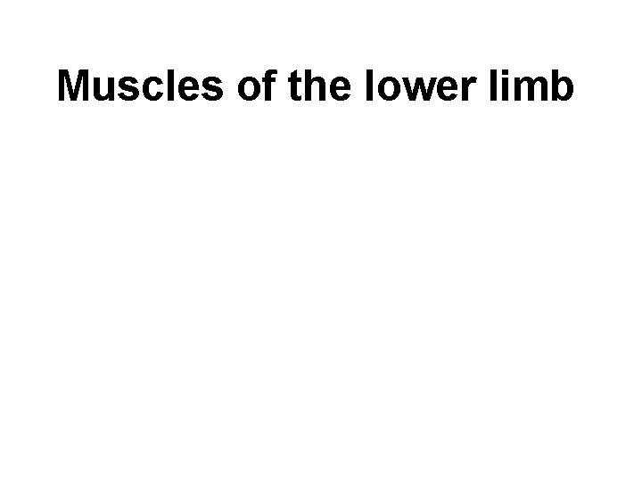 Muscles of the lower limb 