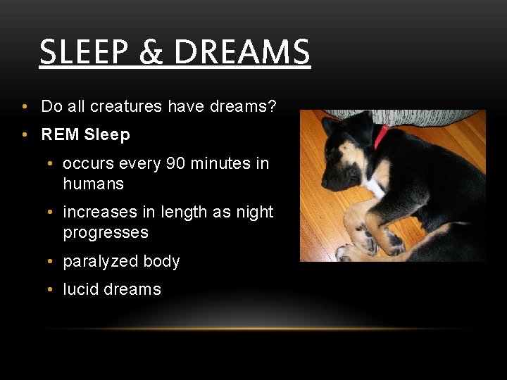 SLEEP & DREAMS • Do all creatures have dreams? • REM Sleep • occurs