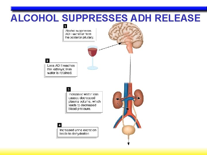 ALCOHOL SUPPRESSES ADH RELEASE 