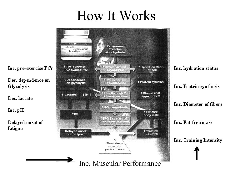 How It Works Inc. pre-exercise PCr Inc. hydration status Dec. dependence on Glycolysis Inc.