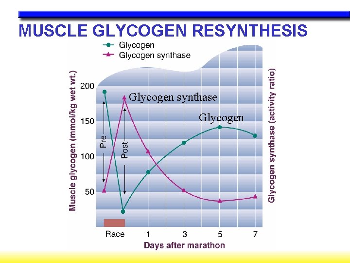 MUSCLE GLYCOGEN RESYNTHESIS Glycogen synthase Glycogen 