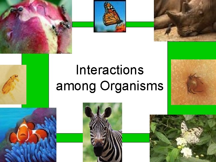 Interactions among Organisms 
