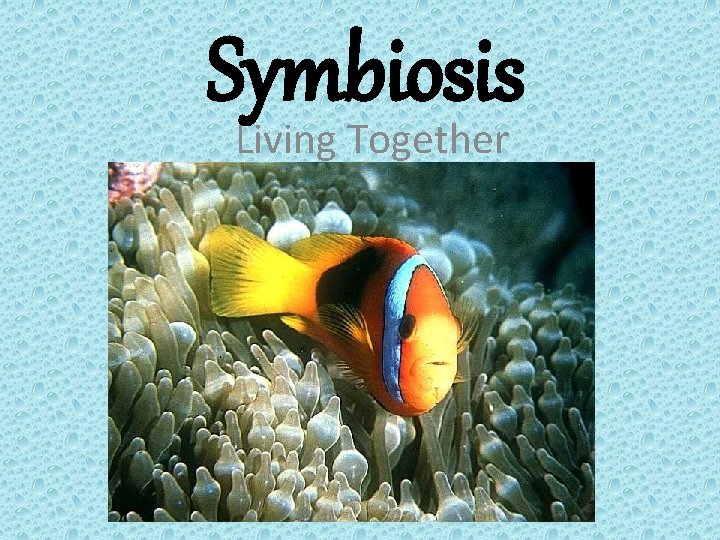 Symbiosis Living Together 