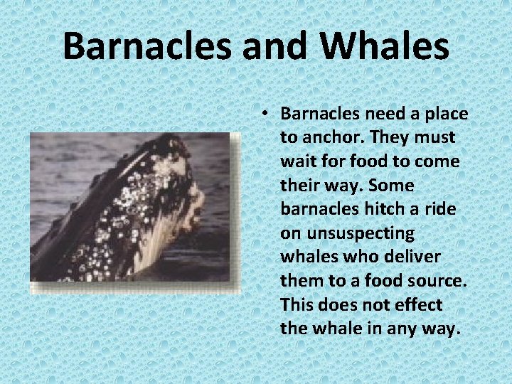 Barnacles and Whales • Barnacles need a place to anchor. They must wait for