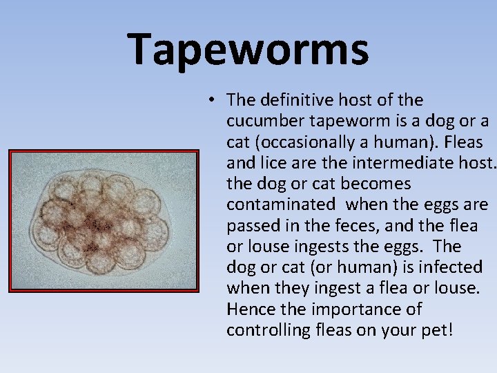 Tapeworms • The definitive host of the cucumber tapeworm is a dog or a