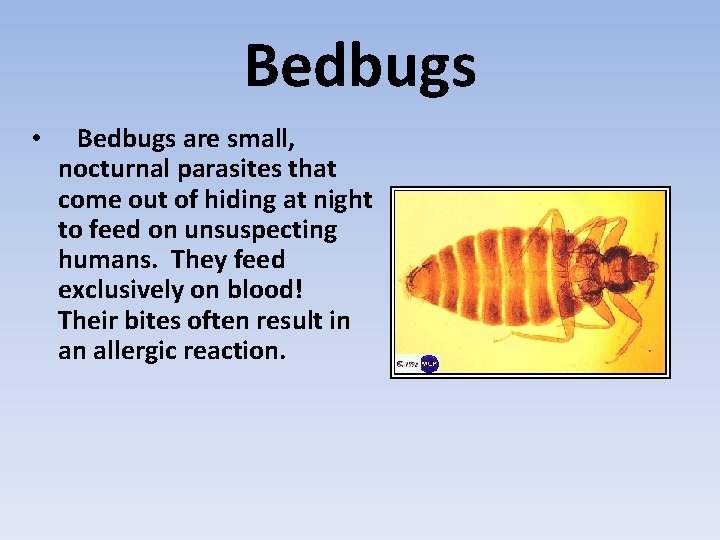 Bedbugs • Bedbugs are small, nocturnal parasites that come out of hiding at night