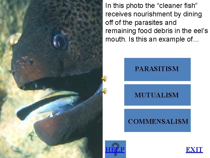 In this photo the “cleaner fish” receives nourishment by dining off of the parasites