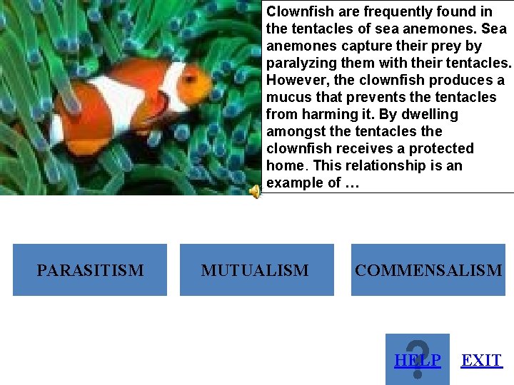 Clownfish are frequently found in the tentacles of sea anemones. Sea anemones capture their