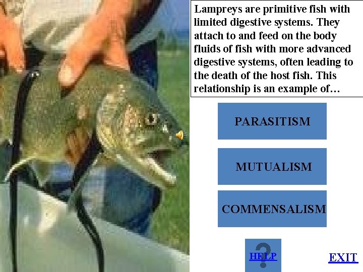 Lampreys are primitive fish with limited digestive systems. They attach to and feed on