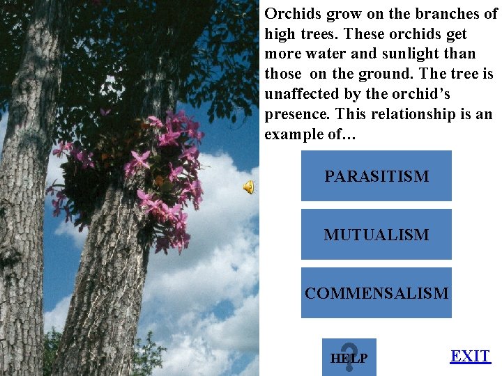 Orchids grow on the branches of high trees. These orchids get more water and Orchids grow on the branches of high trees. These orchids get more water and