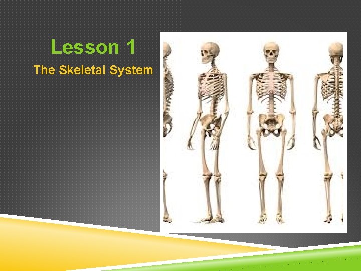 Lesson 1 The Skeletal System 