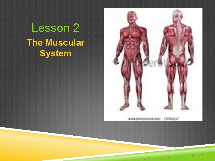 Lesson 2 The Muscular System 