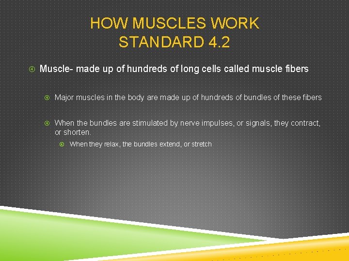 HOW MUSCLES WORK STANDARD 4. 2 Muscle- made up of hundreds of long cells