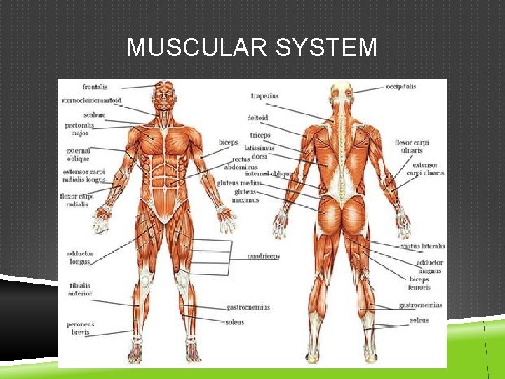 MUSCULAR SYSTEM 