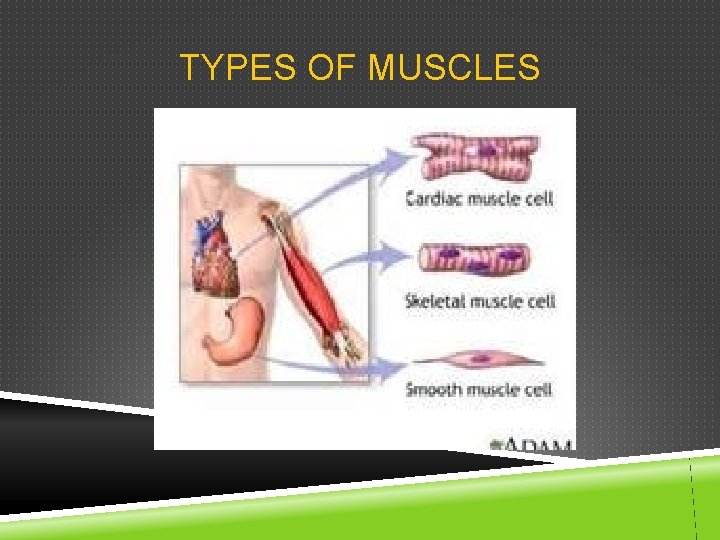 TYPES OF MUSCLES 