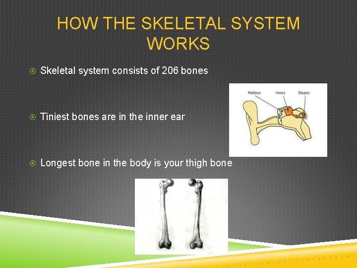 HOW THE SKELETAL SYSTEM WORKS Skeletal system consists of 206 bones Tiniest bones are