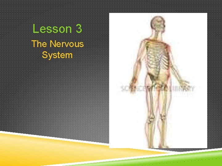 Lesson 3 The Nervous System 