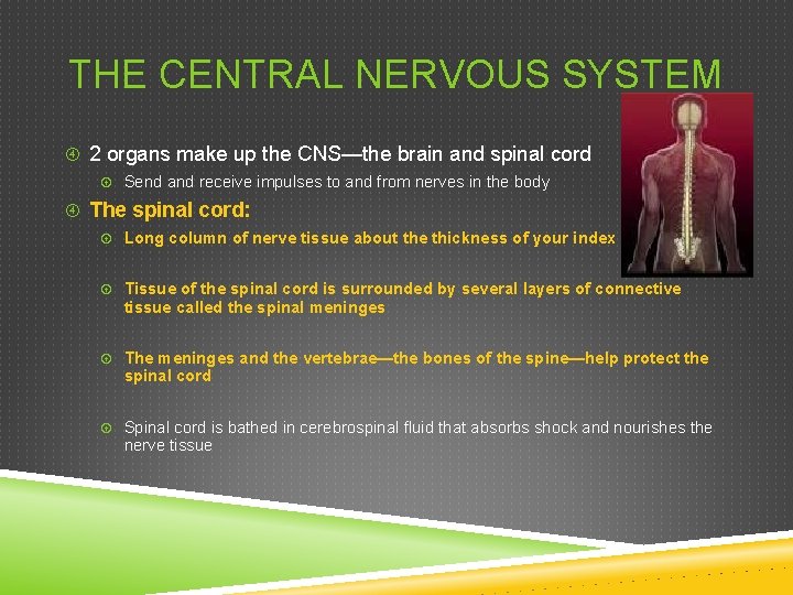 THE CENTRAL NERVOUS SYSTEM 2 organs make up the CNS—the brain and spinal cord