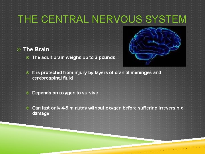 THE CENTRAL NERVOUS SYSTEM The Brain The adult brain weighs up to 3 pounds