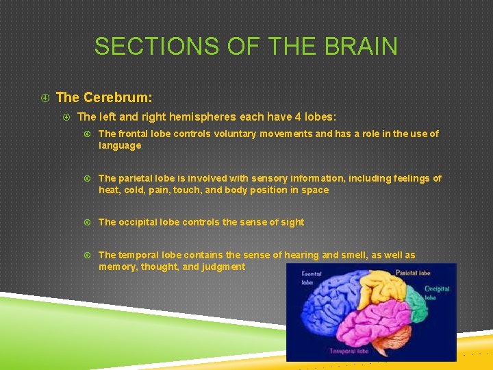 SECTIONS OF THE BRAIN The Cerebrum: The left and right hemispheres each have 4