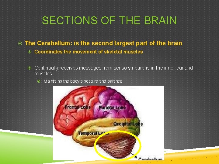 SECTIONS OF THE BRAIN The Cerebellum: is the second largest part of the brain