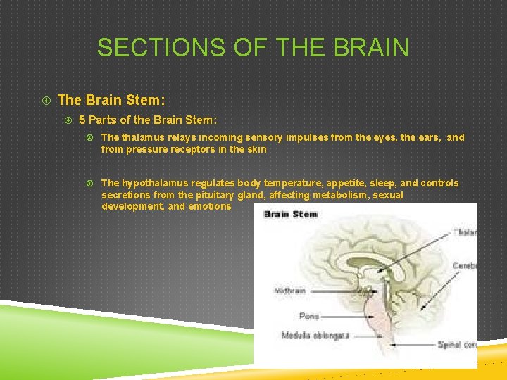 SECTIONS OF THE BRAIN The Brain Stem: 5 Parts of the Brain Stem: The