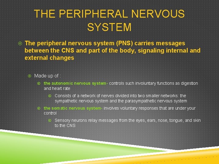 THE PERIPHERAL NERVOUS SYSTEM The peripheral nervous system (PNS) carries messages between the CNS