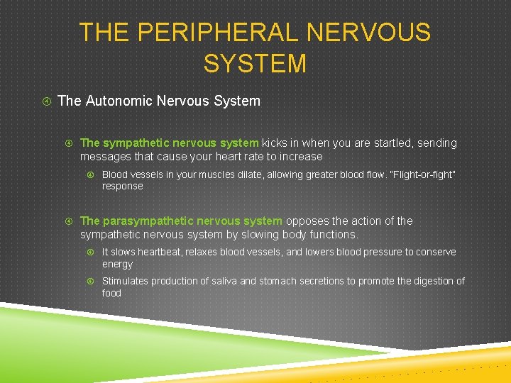 THE PERIPHERAL NERVOUS SYSTEM The Autonomic Nervous System The sympathetic nervous system kicks in