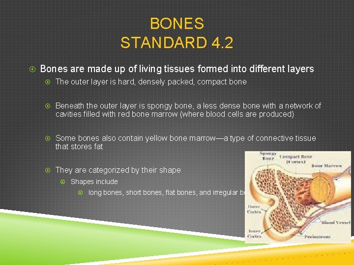 BONES STANDARD 4. 2 Bones are made up of living tissues formed into different