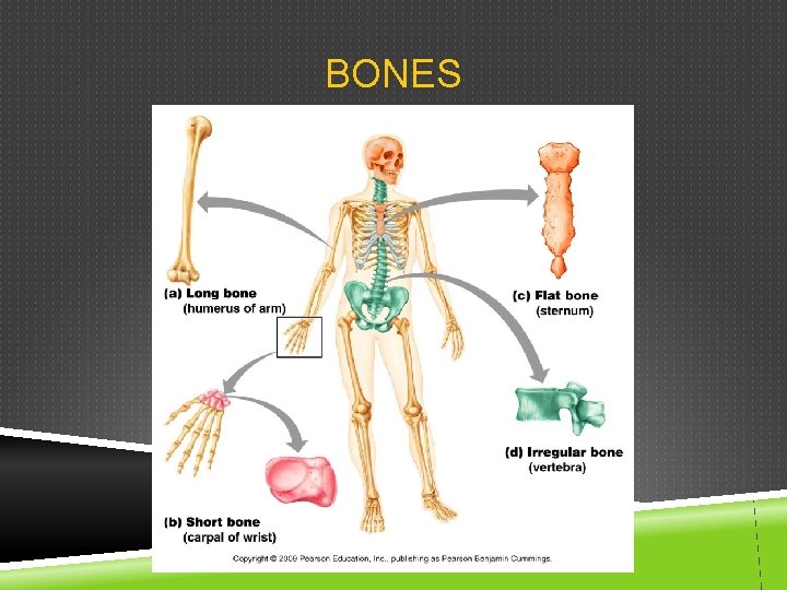 BONES 