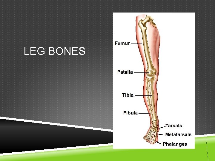 LEG BONES 