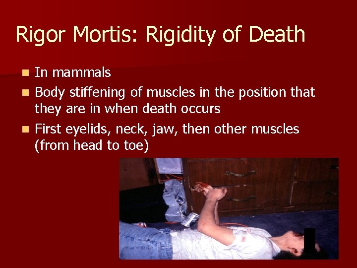 Rigor Mortis: Rigidity of Death In mammals n Body stiffening of muscles in the