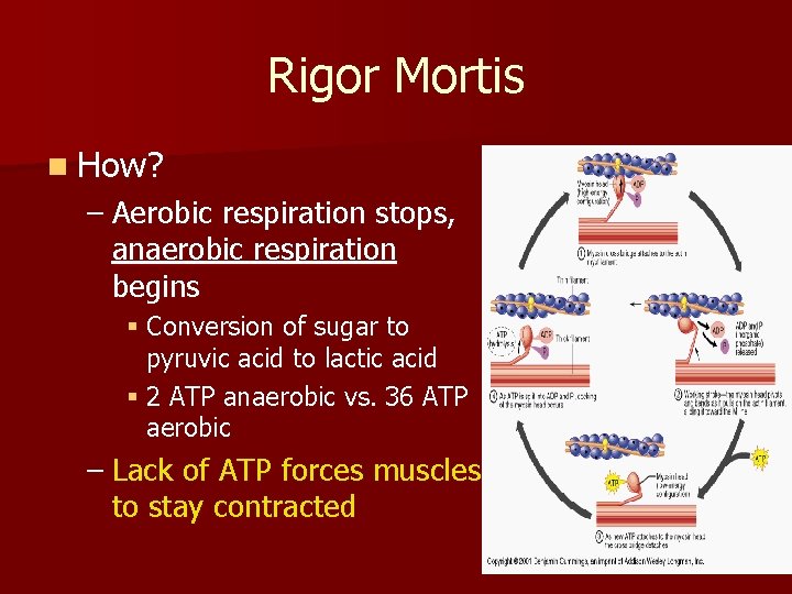 Rigor Mortis n How? – Aerobic respiration stops, anaerobic respiration begins § Conversion of