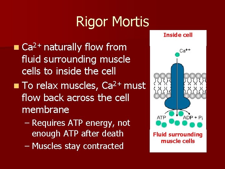 Rigor Mortis Inside cell n Ca 2+ naturally flow from fluid surrounding muscle cells