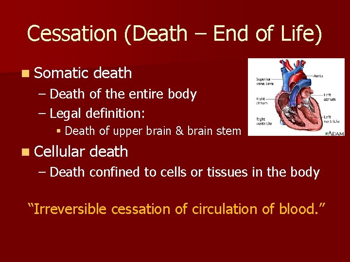 Cessation (Death – End of Life) n Somatic death – Death of the entire