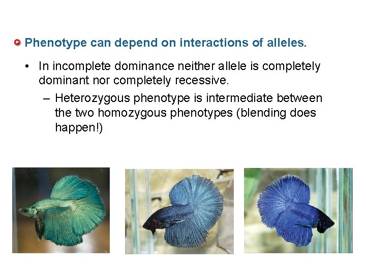 Phenotype can depend on interactions of alleles. • In incomplete dominance neither allele is