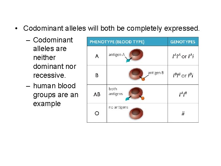  • Codominant alleles will both be completely expressed. – Codominant alleles are neither