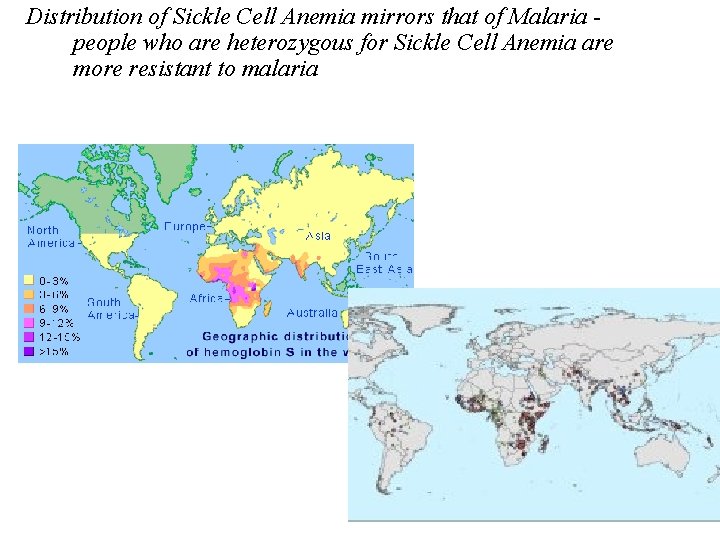 Distribution of Sickle Cell Anemia mirrors that of Malaria people who are heterozygous for