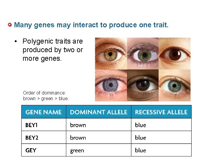 Many genes may interact to produce one trait. • Polygenic traits are produced by