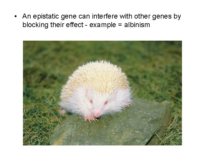  • An epistatic gene can interfere with other genes by blocking their effect