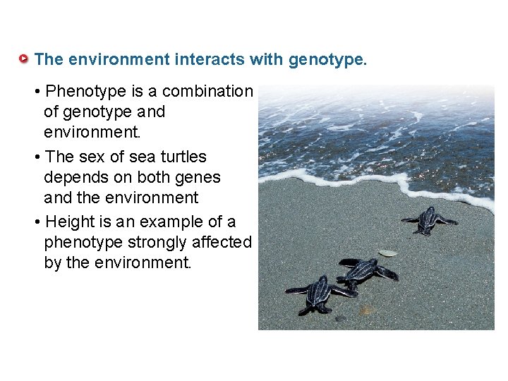 The environment interacts with genotype. • Phenotype is a combination of genotype and environment.