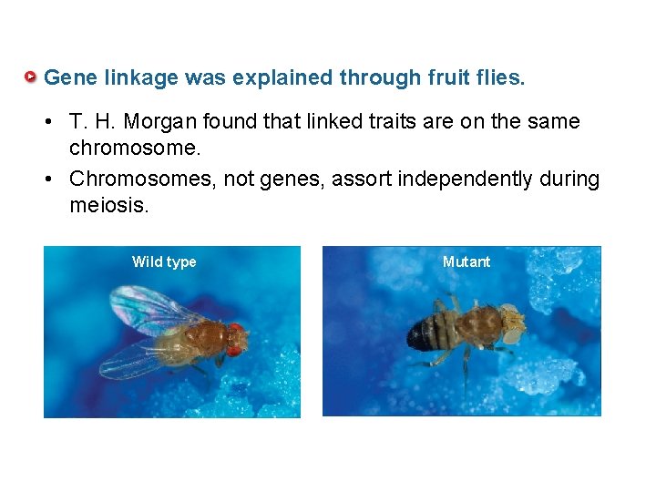 Gene linkage was explained through fruit flies. • T. H. Morgan found that linked