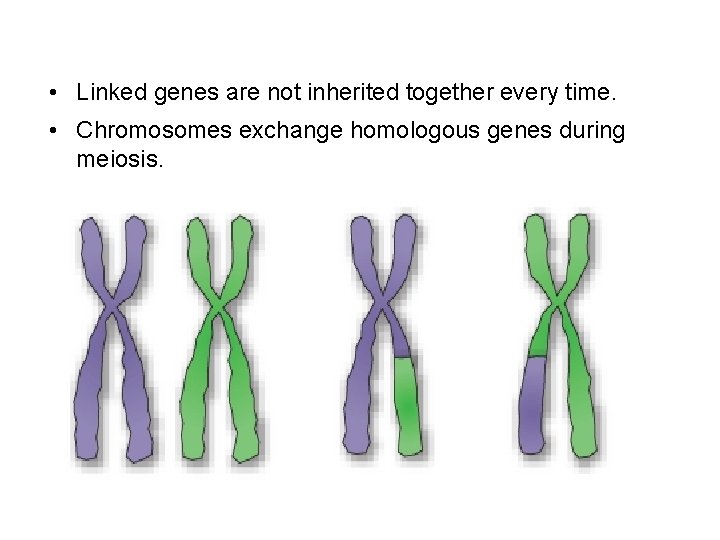  • Linked genes are not inherited together every time. • Chromosomes exchange homologous