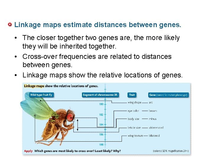 Linkage maps estimate distances between genes. • The closer together two genes are, the