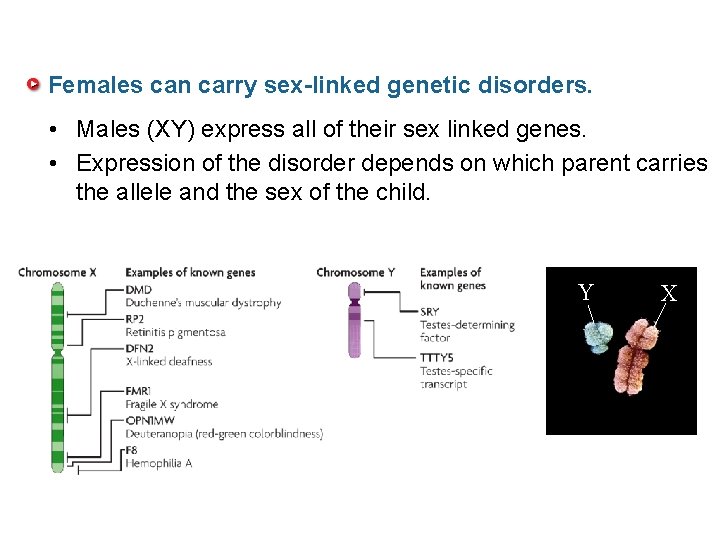 Females can carry sex-linked genetic disorders. • Males (XY) express all of their sex