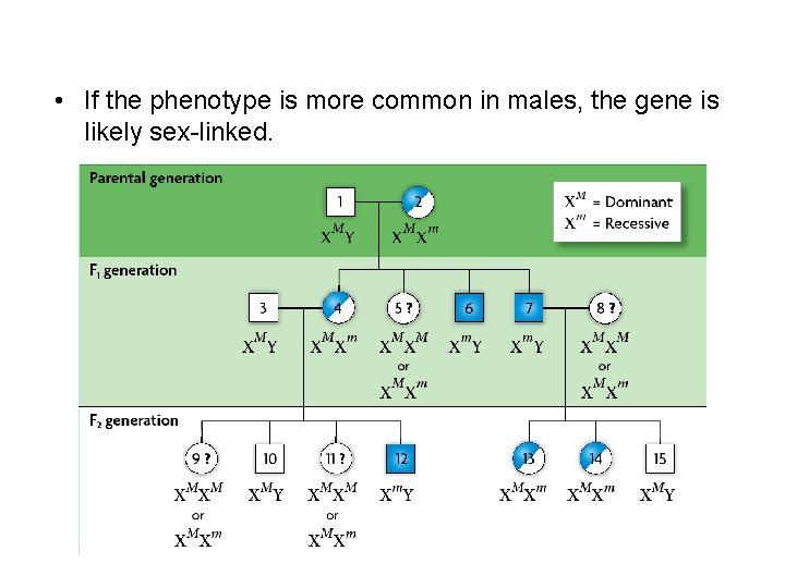  • If the phenotype is more common in males, the gene is likely