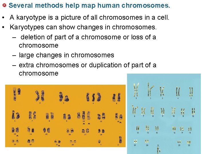 Several methods help map human chromosomes. • A karyotype is a picture of all