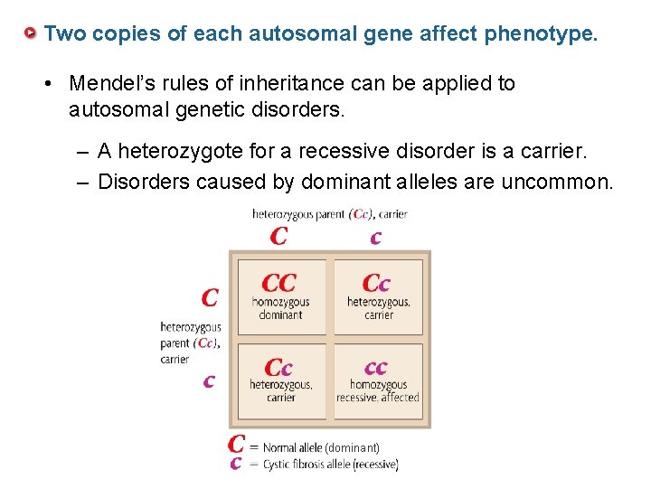 Two copies of each autosomal gene affect phenotype. • Mendel’s rules of inheritance can