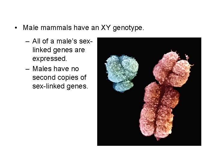  • Male mammals have an XY genotype. – All of a male’s sexlinked